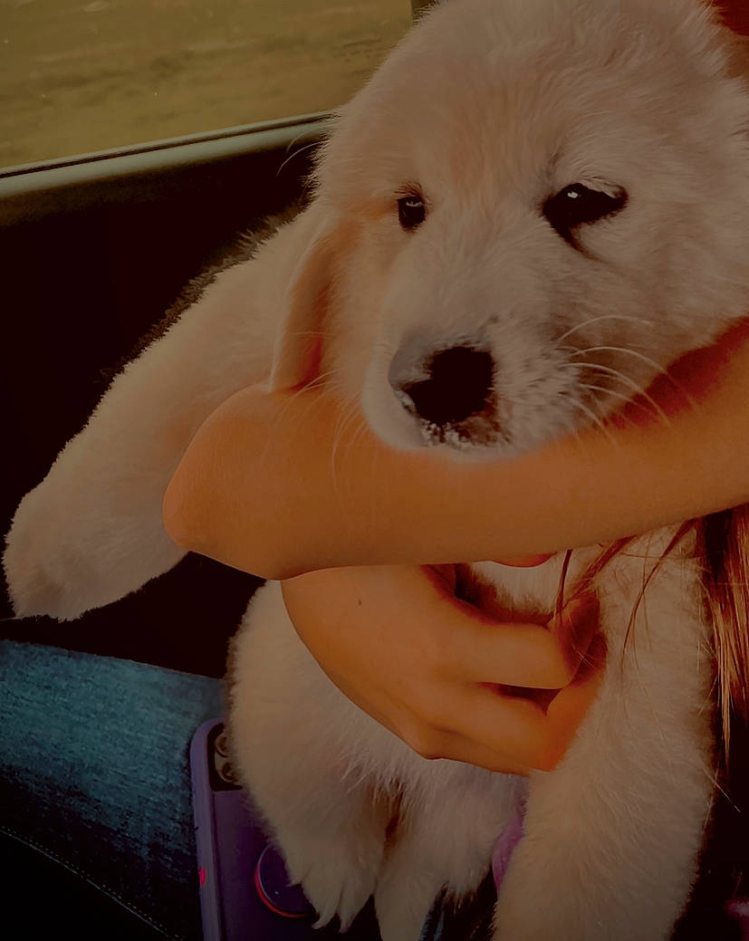 Alpha Rose joined the competition — help win amazing prizes! ancient_dog_breeds, canidae, carnivore, companion_dog, dog, dog_breed, ear, fawn, fur, gesture, happy, kintamani, paw, puppy_love, snout, spitz, sporting_group, toy_dog, whiskers, working_animal