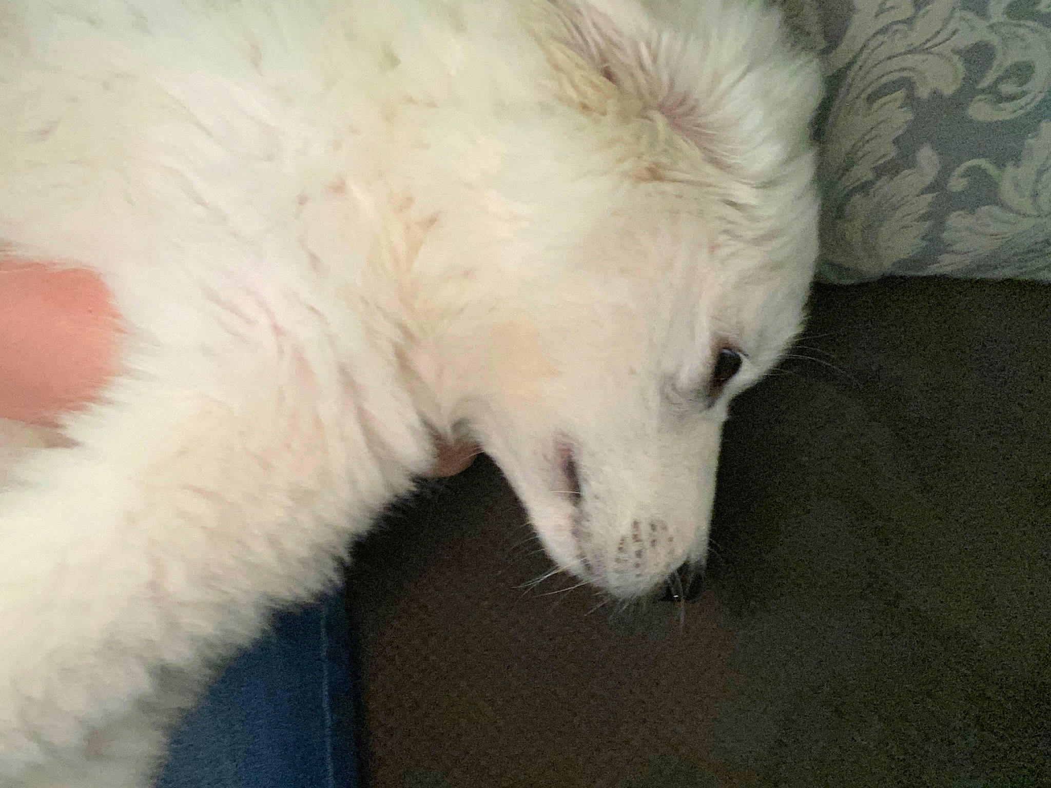 Alpha Rose is registered to the contest to win money with this photo: bear, canidae, carnivore, claw, comfort, companion_dog, dog, dog_breed, drink, fur, nap, non_sporting_group, polar_bear, snout, sporting_group, terrestrial_animal, whiskers, wildlife