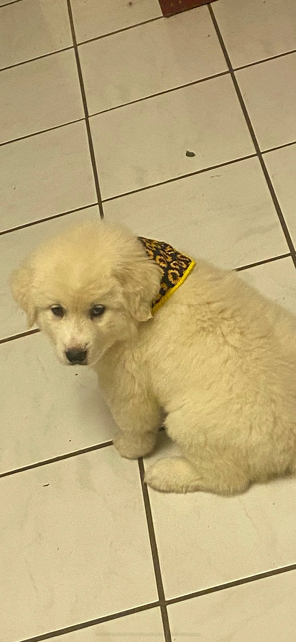 Alpha Rose joined the competition — help win amazing prizes! canidae, carnivore, companion_dog, dog, dog_breed, dog_collar, flooring, fur, labradoodle, maltepoo, non_sporting_group, paw, pet_supply, poodle, puppy, snout, sporting_group, terrier, toy_dog, working_animal