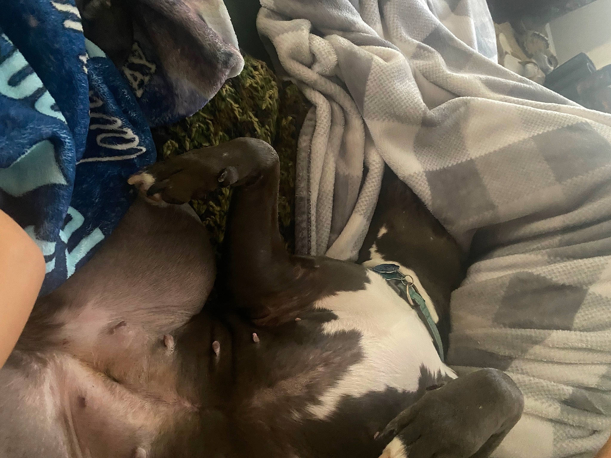 Isabella Blue is registered to the contest to win money with this photo: auto_part, automotive_design, automotive_exterior, automotive_tire, automotive_wheel_system, car_seat, car_seat_cover, comfort, human_leg, knee, linens, metal, motor_vehicle, pattern, personal_protective_equipment, rock, sitting, thigh, tree, vehicle_door