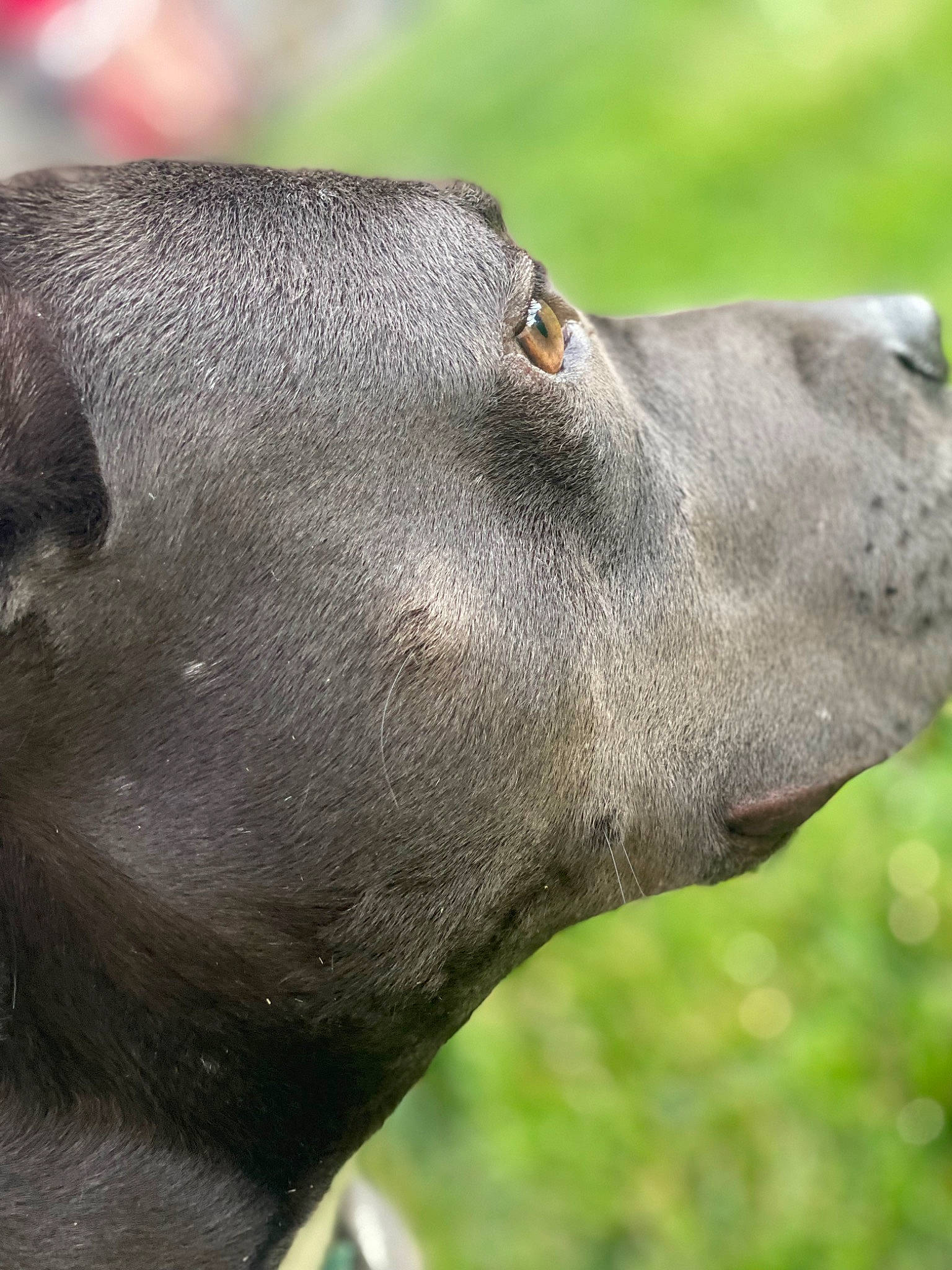 Isabella Blue joined the competition — help win amazing prizes! art, borador, canidae, carnivore, collar, dog, dog_breed, dog_collar, fawn, grass, gun_dog, liver, mexican_hairless_dog, non_sporting_group, plant, sculpture, sporting_group, terrestrial_animal, whiskers, working_animal