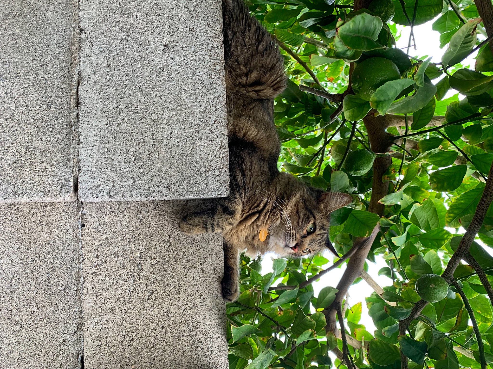 Armani is registered to the contest to win money with this photo: art, branch, cement, concrete, felidae, grass, groundcover, jungle, plant, plant_stem, rock, tail, terrestrial_animal, terrestrial_plant, tree, trunk, twig, wildlife, wood