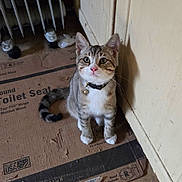 Easu is registered to the contest to win money with this photo: kitten, cat, tabby, indoor, collar, bell, cardboard, floor, radiator, wall, curious, pet, animal, young, feline, whiskers, pink_nose, sitting, paw, cute