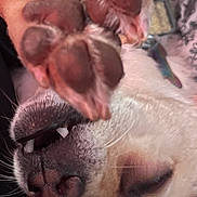 Chai Guy joined the competition — help win amazing prizes! animal, blanket, brown, close_up, cozy, cute, dog, floral, fur, indoor, muzzle, nose, pattern, paw, pet, pink, relaxed, resting, sleeping, whiskers