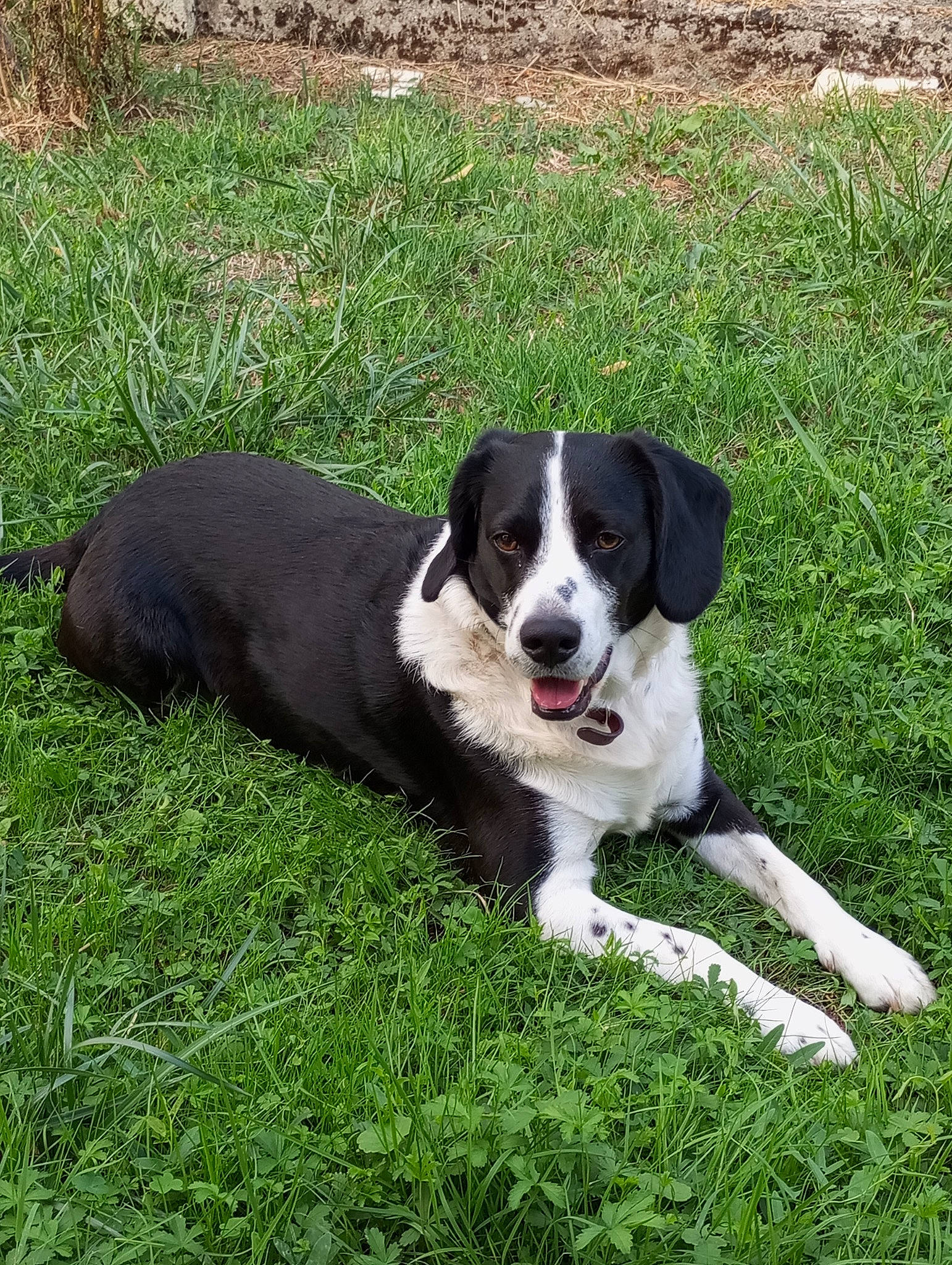 Panda participe au concours pour gagner de l'argent avec cette photo : australian_collie, borador, canidae, carnivore, companion_dog, dog, dog_breed, grass, groundcover, gun_dog, herding_dog, hunting_dog, plant, snout, soil, sporting_group, tail, terrestrial_animal, working_animal, working_dog