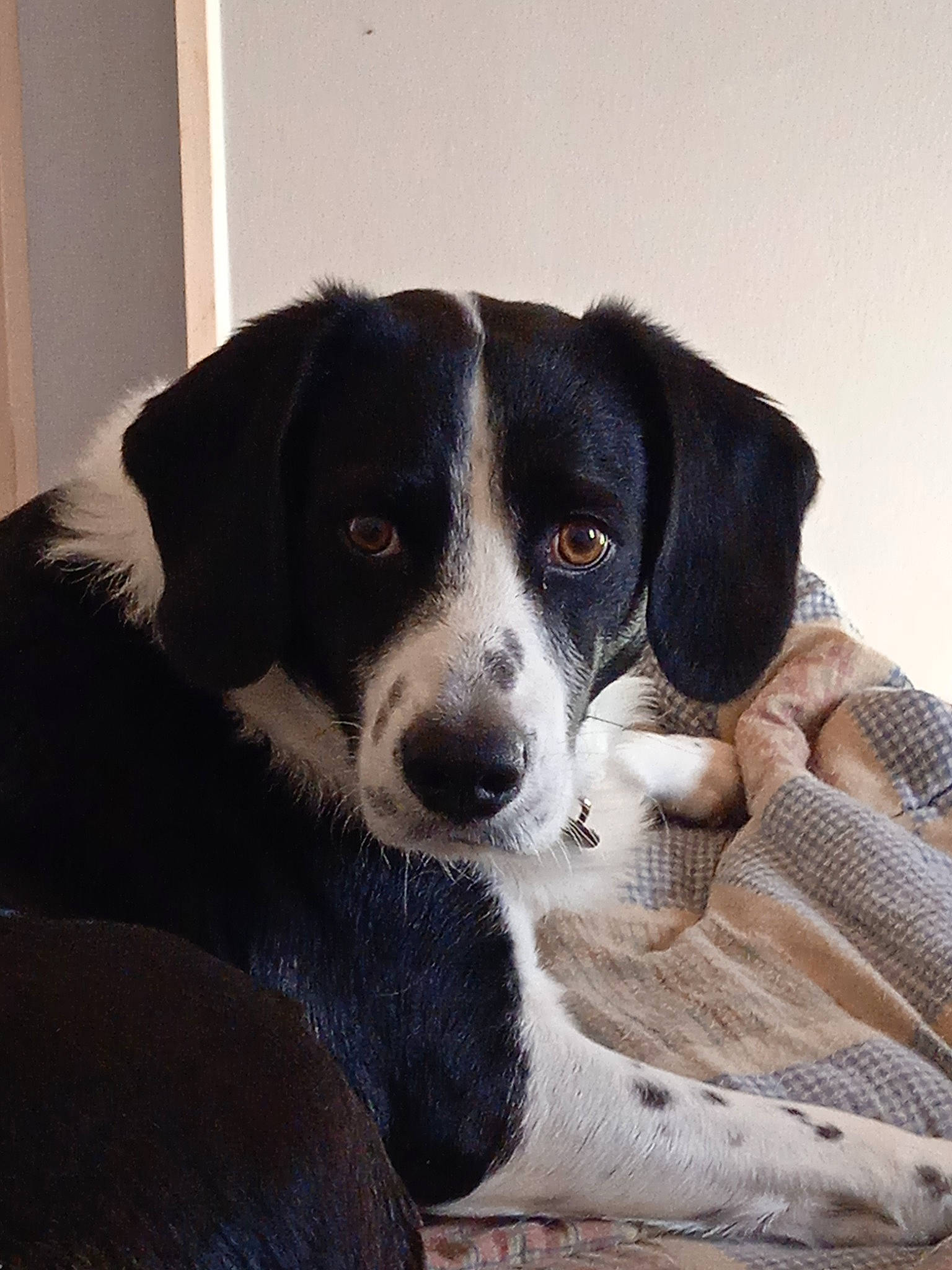 Panda participe au concours pour gagner de l'argent avec cette photo : borador, bored, canidae, carnivore, companion_dog, dog, dog_breed, puppy, snout, sporting_group, terrestrial_animal, whiskers, working_animal