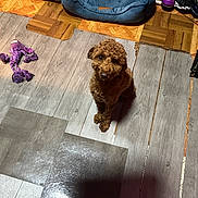 Queen joined the competition — help win amazing prizes! brown_fur, curly_hair, dog, dog_crate, dog_toy, floor, home, indoor, looking_up, pet, pet_bed, photography, playful, puppy, purple_toy, rope_toy, sitting, small_dog, vinyl_floor, wood_floor