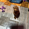 brown_fur, curly_hair, dog, dog_crate, dog_toy, floor, home, indoor, looking_up, pet, pet_bed, photography, playful, puppy, purple_toy, rope_toy, sitting, small_dog, vinyl_floor, wood_floor