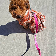 Queen is registered to the contest to win money with this photo: animal, brown_dog, canine, cute, daylight, dog, fashion, fluffy, leash, leash_clip, outdoor, pet, pink_leash, plaid_dress, shadow, sidewalk, small_dog, sunlight, texture, walking