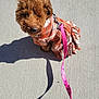animal, brown_dog, canine, cute, daylight, dog, fashion, fluffy, leash, leash_clip, outdoor, pet, pink_leash, plaid_dress, shadow, sidewalk, small_dog, sunlight, texture, walking
