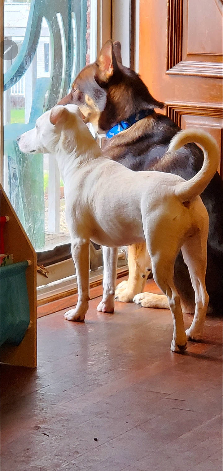 Thor is registered to the contest to win money with this photo: canidae, carnivore, collar, comfort, companion_dog, dog, dog_breed, fawn, floor, flooring, fur, guard_dog, hardwood, paw, snout, tail, window, wood, wood_flooring, working_animal