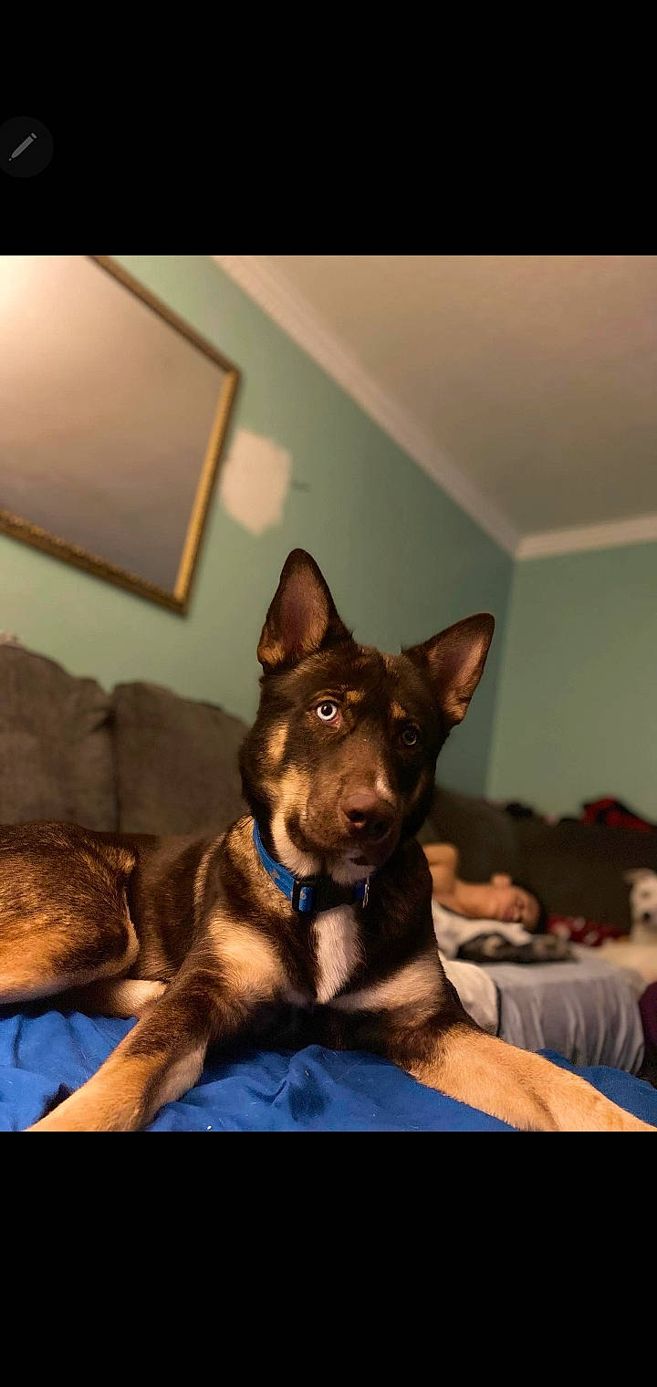 Thor joined the competition — help win amazing prizes! brown, canidae, carnivore, comfort, companion_dog, dog, dog_breed, ear, fawn, fur, guard_dog, lighting, picture_frame, room, snout, sporting_group, whiskers, window, working_animal, working_dog