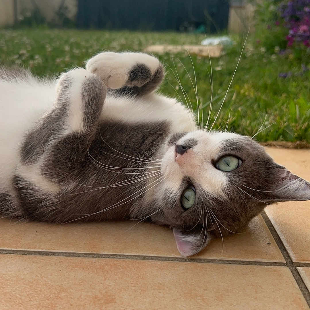 Ruby a rejoint le concours — aidez-le/la à gagner de superbes lots ! animal, architecture, backyard, building, cat, grass, herbal, herbs, housing, kitten, lawn, manx, nature, outdoors, pet, plant, pottedplant, shelter, wood, yard