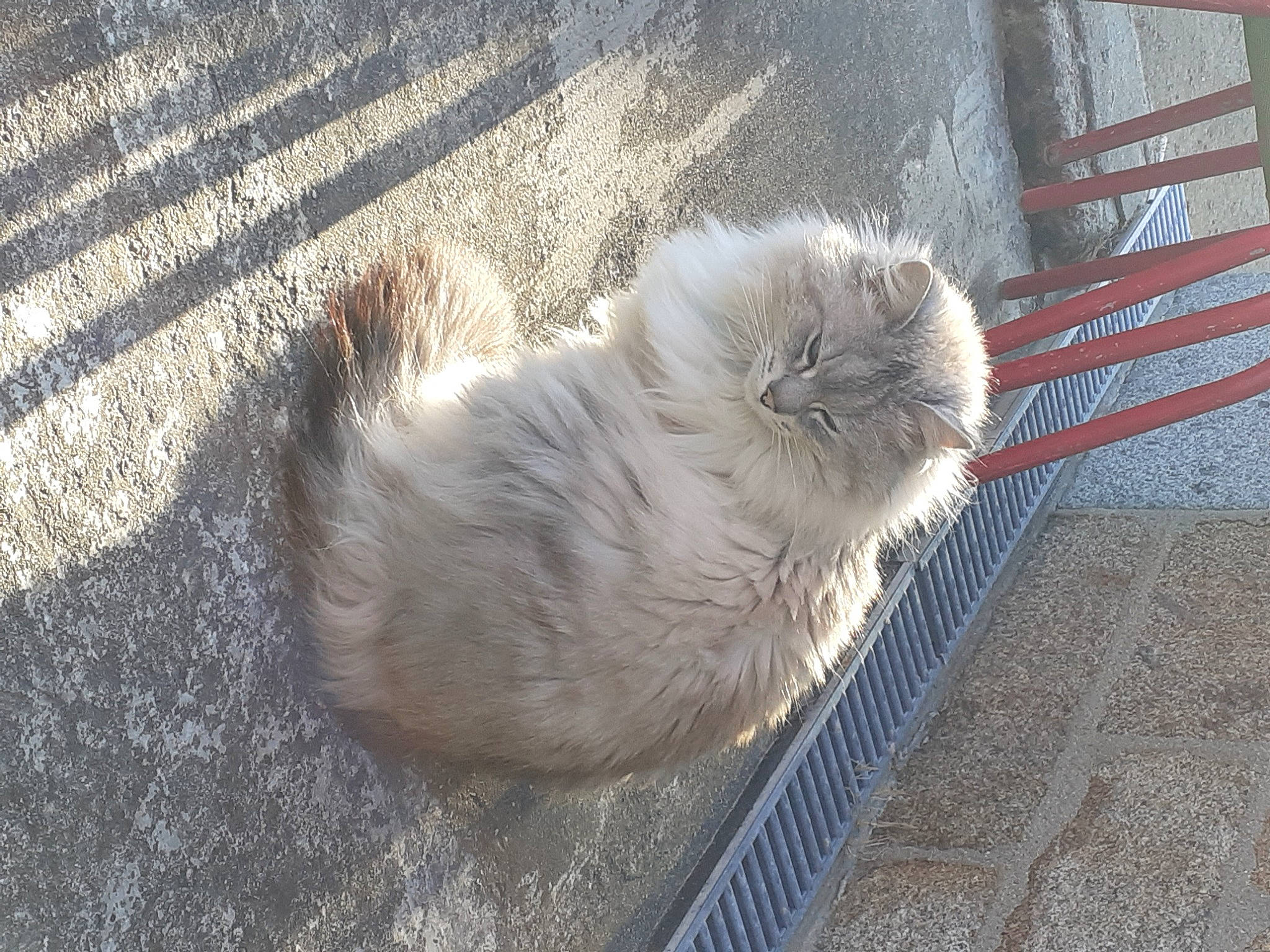 Wheel participe au concours pour gagner de l'argent avec cette photo : asphalt, british_longhair, canidae, carnivore, cat, claw, dog_breed, fawn, felidae, flooring, fur, grey, paw, ragdoll, road_surface, small_to_medium_sized_cats, snout, tail, terrestrial_animal, whiskers