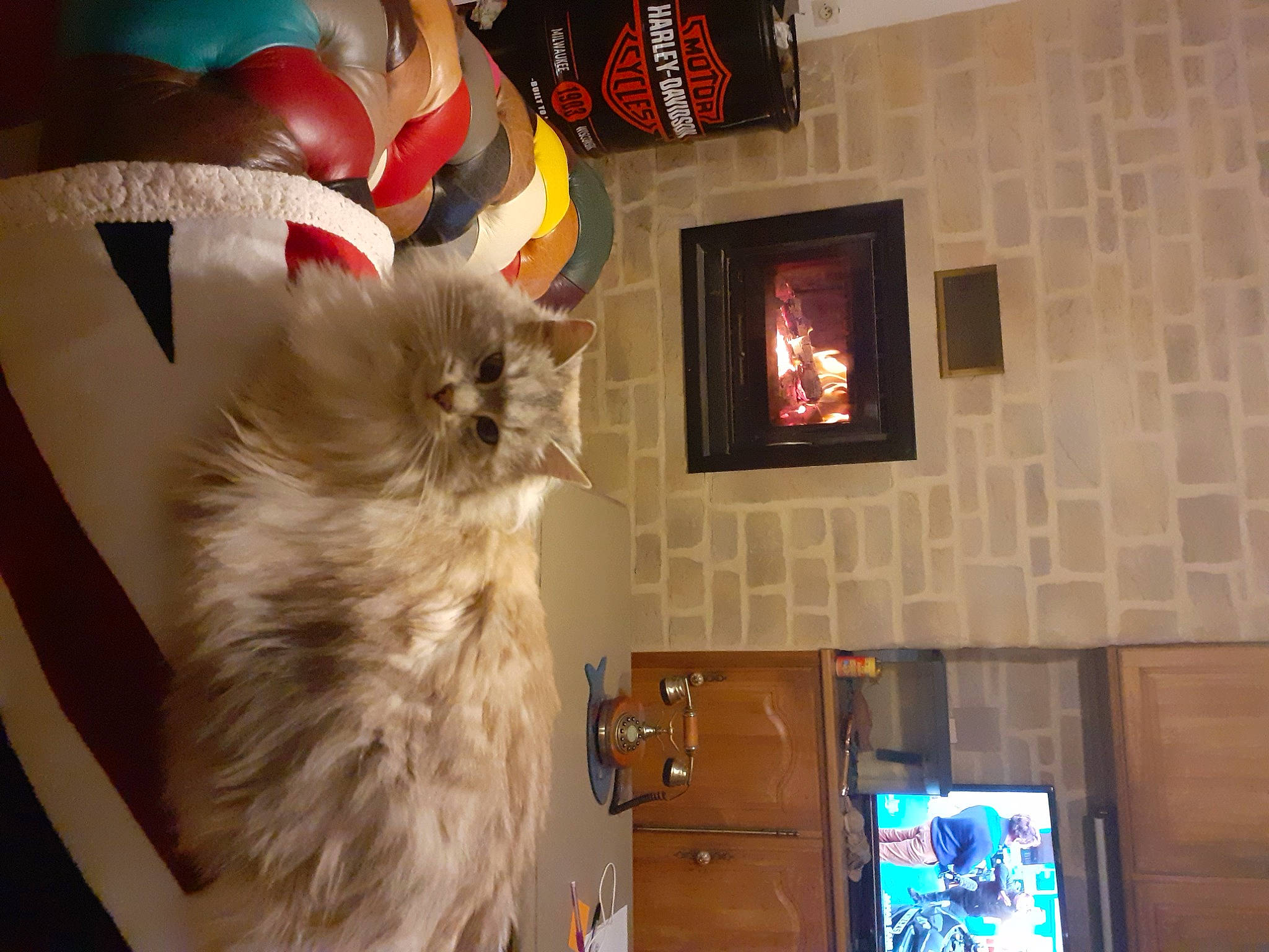 Wheel a rejoint le concours — aidez-le/la à gagner de superbes lots ! box, carnivore, cat, christmas, display_device, domestic_short_haired_cat, event, felidae, fur, hardwood, lamp, persian, picture_frame, room, small_to_medium_sized_cats, tail, television, whiskers, window, wood