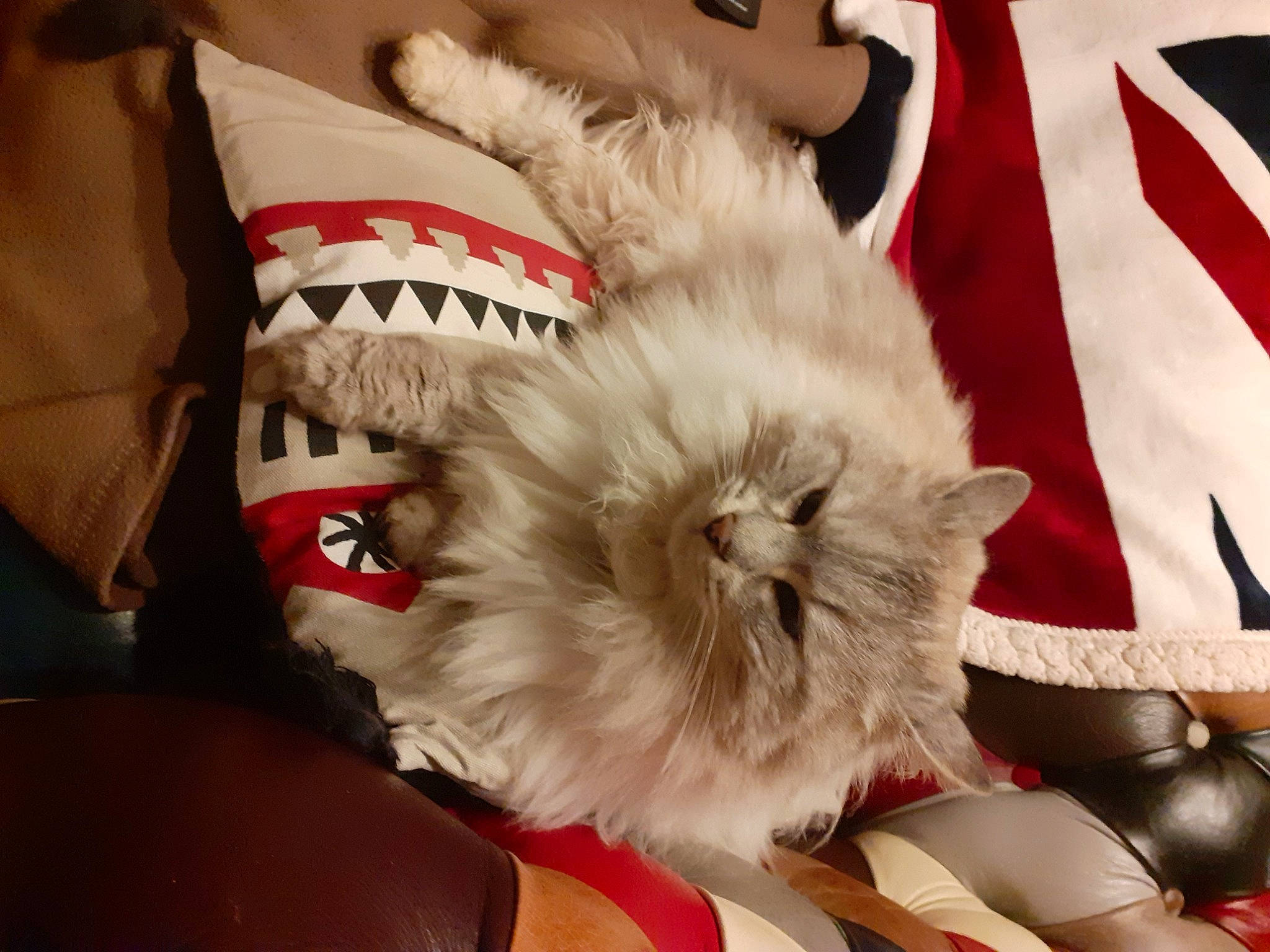 Wheel participe au concours pour gagner de l'argent avec cette photo : bag, carmine, carnivore, cat, claw, comfort, companion_dog, dog_breed, event, fawn, felidae, flag, fur, luggage_and_bags, nap, paw, persian, small_to_medium_sized_cats, toy_dog, whiskers