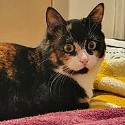 Youki participe au concours pour gagner de l'argent avec cette photo : animal, blanket, calico, cat, close_up, cozy, curious, cute, domestic, ears, feline, fur, indoor, mammal, pet, pink_nose, resting, tabby, whiskers, wide_eyes