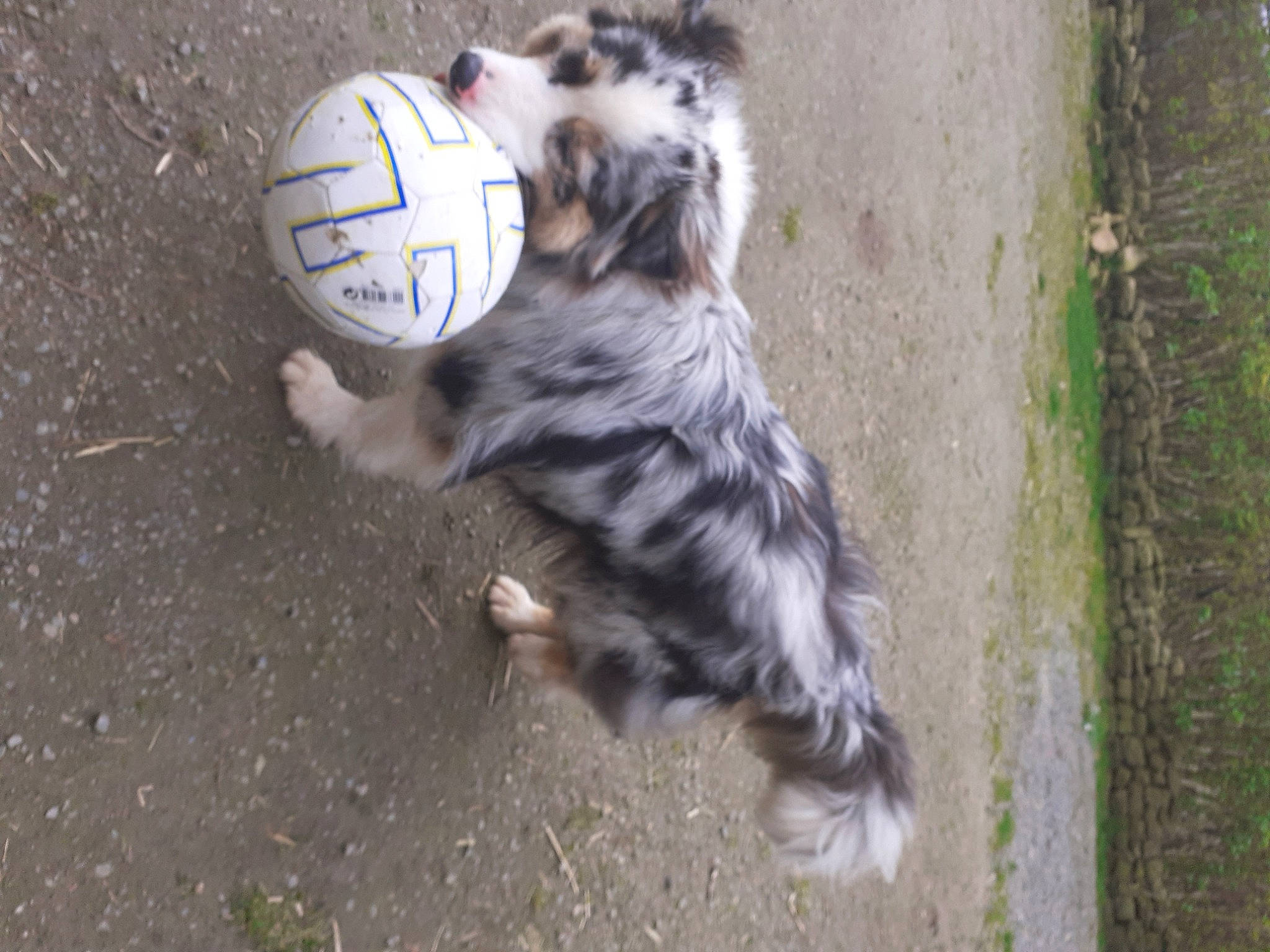 Sanjy participe au concours pour gagner de l'argent avec cette photo : ball, bird_of_prey, canidae, carnivore, claw, companion_dog, dog_breed, falconiformes, felidae, fur, grass, paw, plant, small_to_medium_sized_cats, snout, soil, sporting_group, tail, terrestrial_animal, whiskers