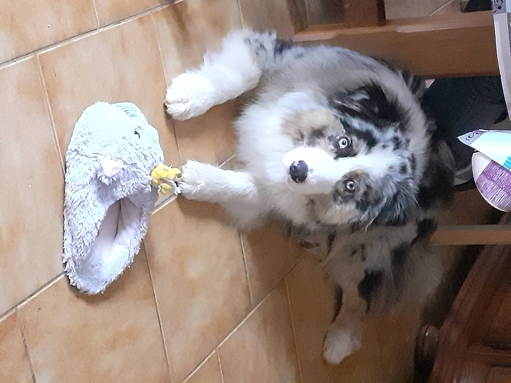 Sanjy participe au concours pour gagner de l'argent avec cette photo : carnivore, companion_dog, dog, dog_breed, dog_supply, fawn, flooring, fur, german_spitz, mammal, miniature_australian_shepherd, paw, snout, spitz, sporting_group, tail, toy_dog, vertebrate, volpino_italiano, working_animal