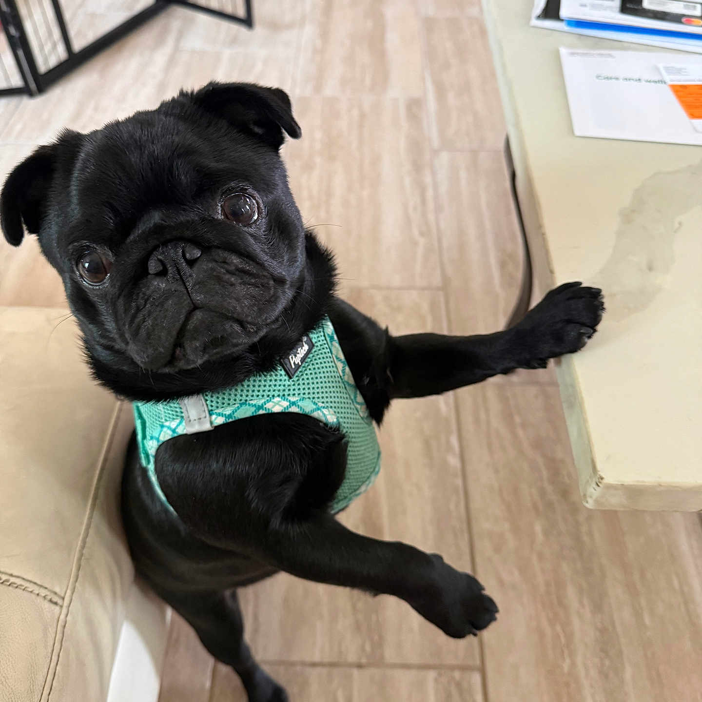 Thanos is registered to the contest to win money with this photo: animal, black_dog, canine, companion, curious, cute, dog, domestic, floor, furniture, harness, indoor, looking_up, paw_on_table, pet, pug, small_dog, standing, table, wooden_floor