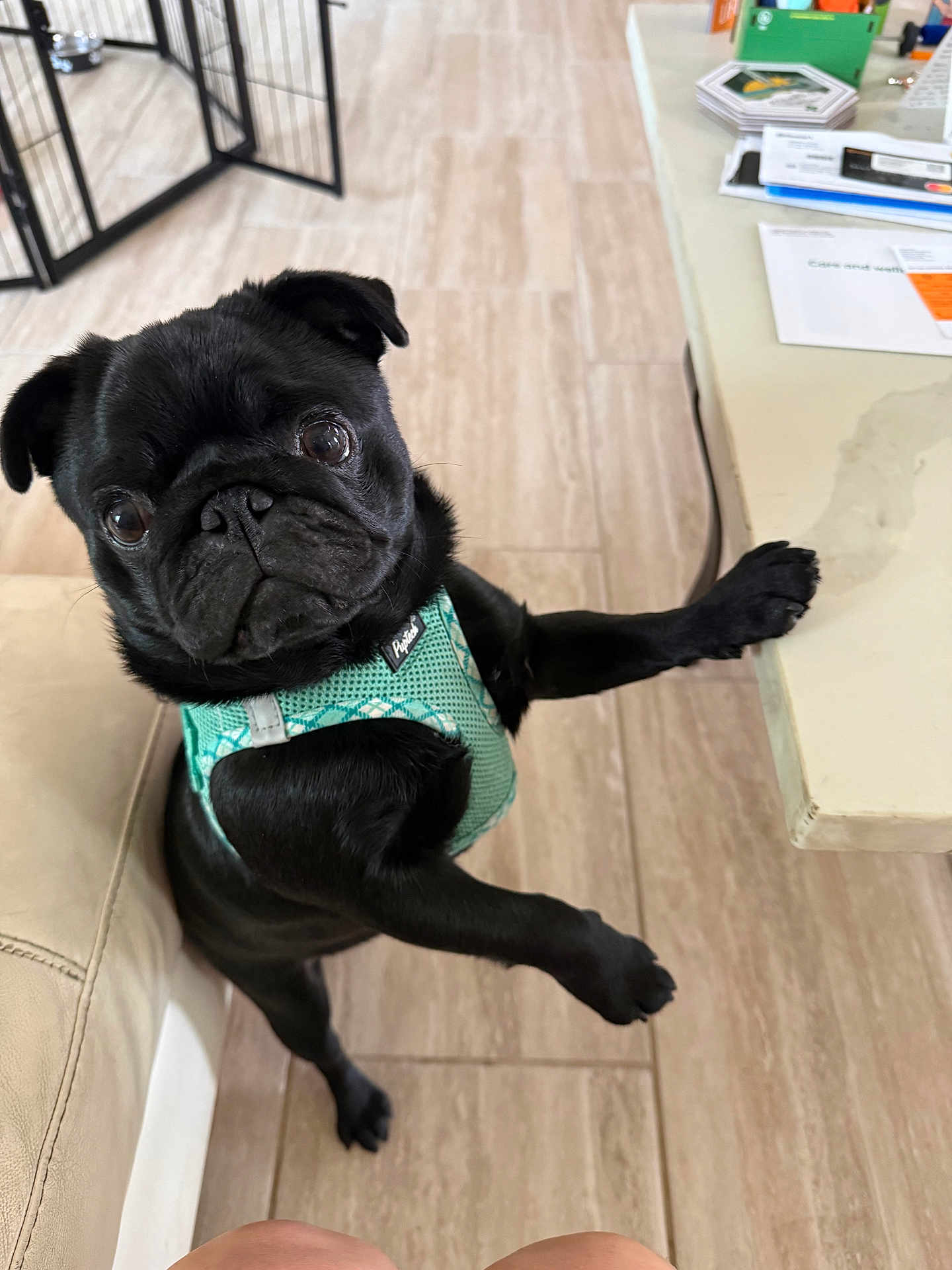 Thanos is registered to the contest to win money with this photo: dog, pug, black_dog, pet, indoor, floor, table, harness, curious, looking_up, small_dog, standing, paw_on_table, wooden_floor, furniture, canine, companion, animal, cute, domestic