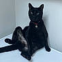 black_cat, cat, pet, animal, indoor, collar, feline, relaxed, sitting, paw, tail, whiskers, fur, cute, domestic_animal, looking_at_camera, white_surface, wall, portrait, calm