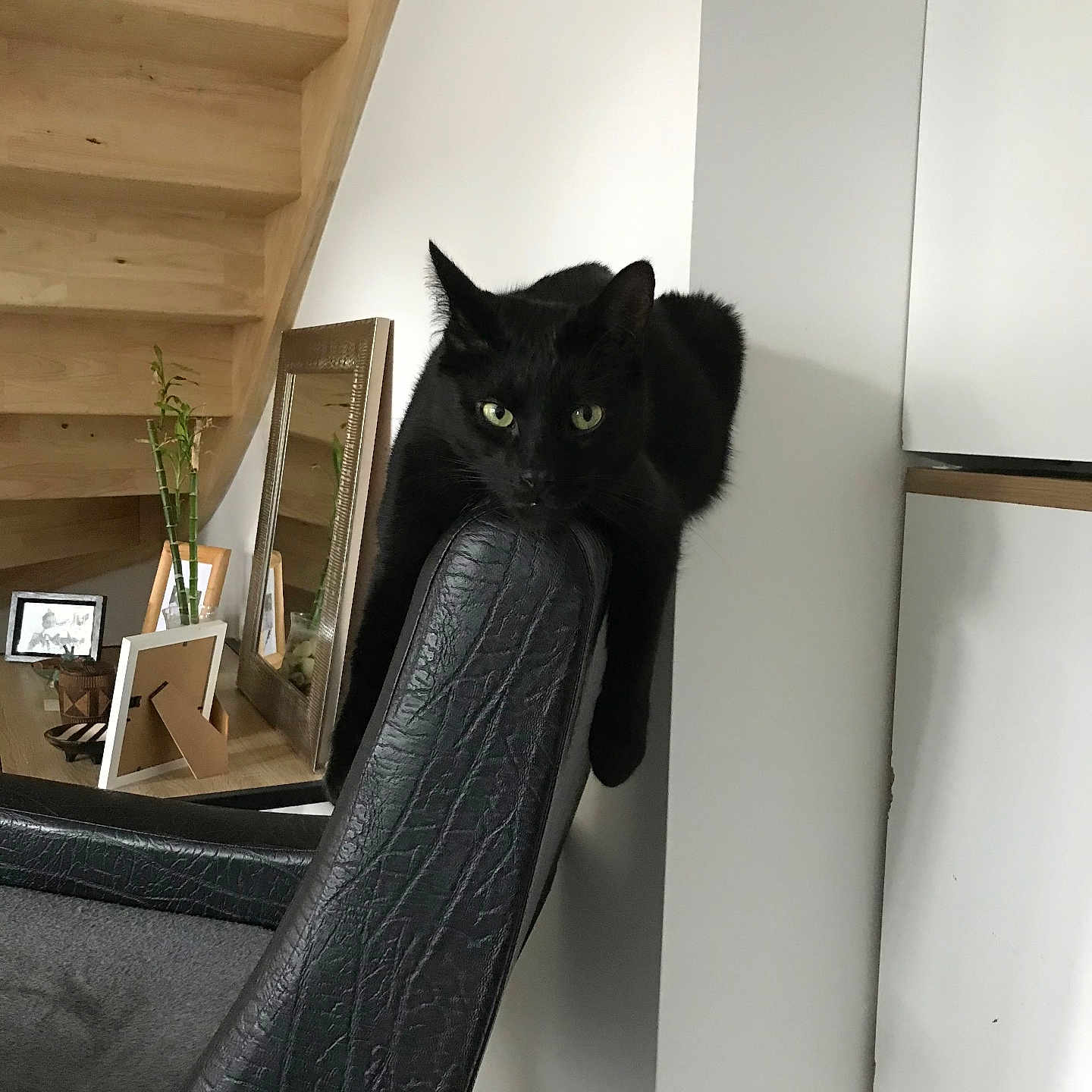 Motty a rejoint le concours — aidez-le/la à gagner de superbes lots ! animal, bamboo, black_cat, black_fur, cat, chair, curious, domestic_cat, furniture, green_eyes, home, indoor, leisure, mirror, pet, photograph_frames, plant, relaxed, resting, wooden_stairs