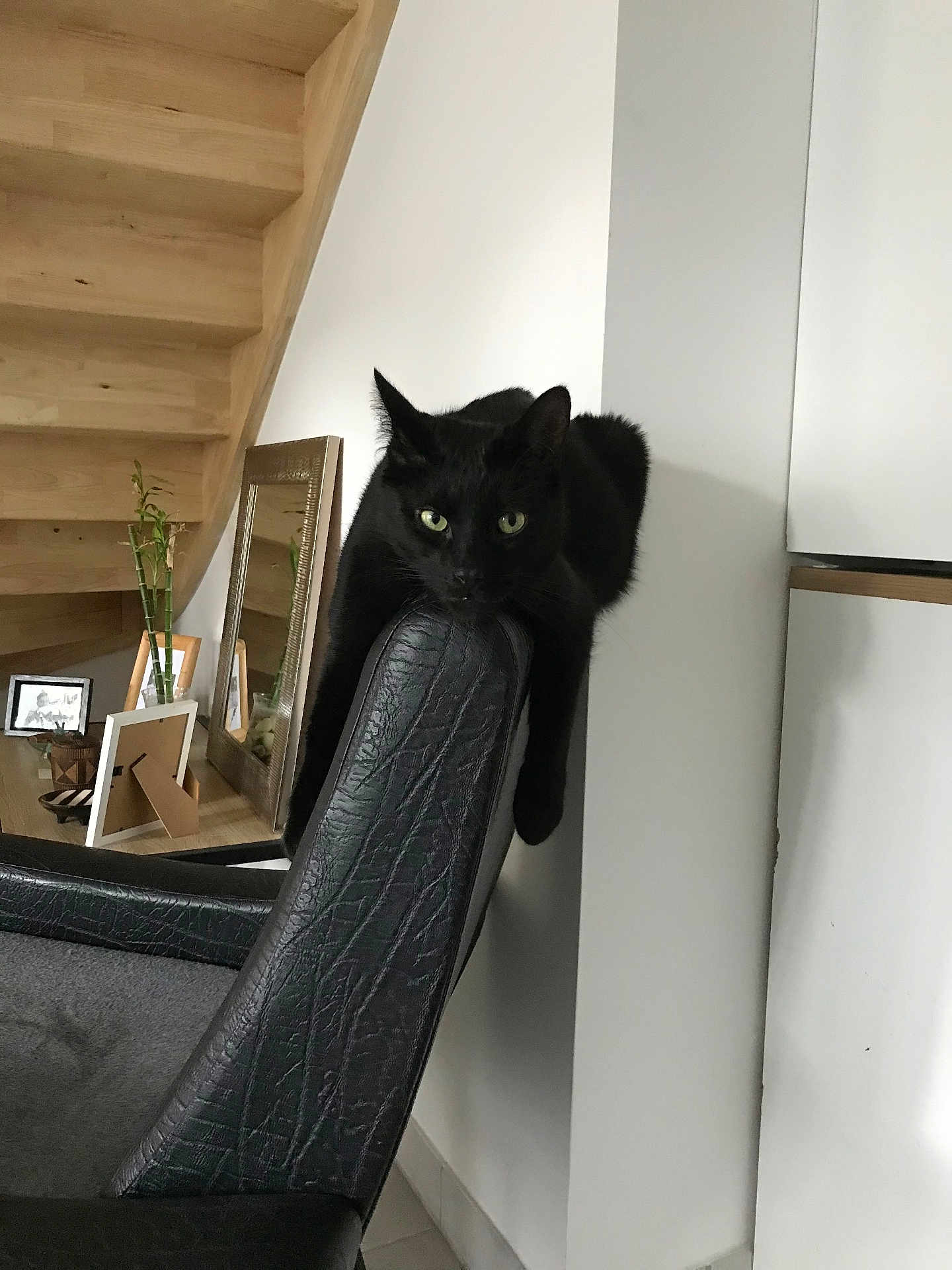 Motty a rejoint le concours — aidez-le/la à gagner de superbes lots ! black_cat, cat, chair, indoor, furniture, mirror, plant, bamboo, wooden_stairs, photograph_frames, relaxed, pet, home, animal, leisure, green_eyes, black_fur, domestic_cat, resting, curious