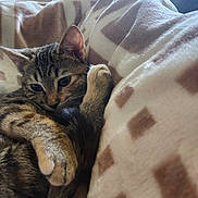 Bella joined the competition — help win amazing prizes! cat, kitten, tabby, animal, pet, feline, paw, tail, blanket, pattern, soft, cozy, resting, snug, fur, whiskers, indoors, relaxed, cute, closeup