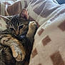 cat, kitten, tabby, animal, pet, feline, paw, tail, blanket, pattern, soft, cozy, resting, snug, fur, whiskers, indoors, relaxed, cute, closeup
