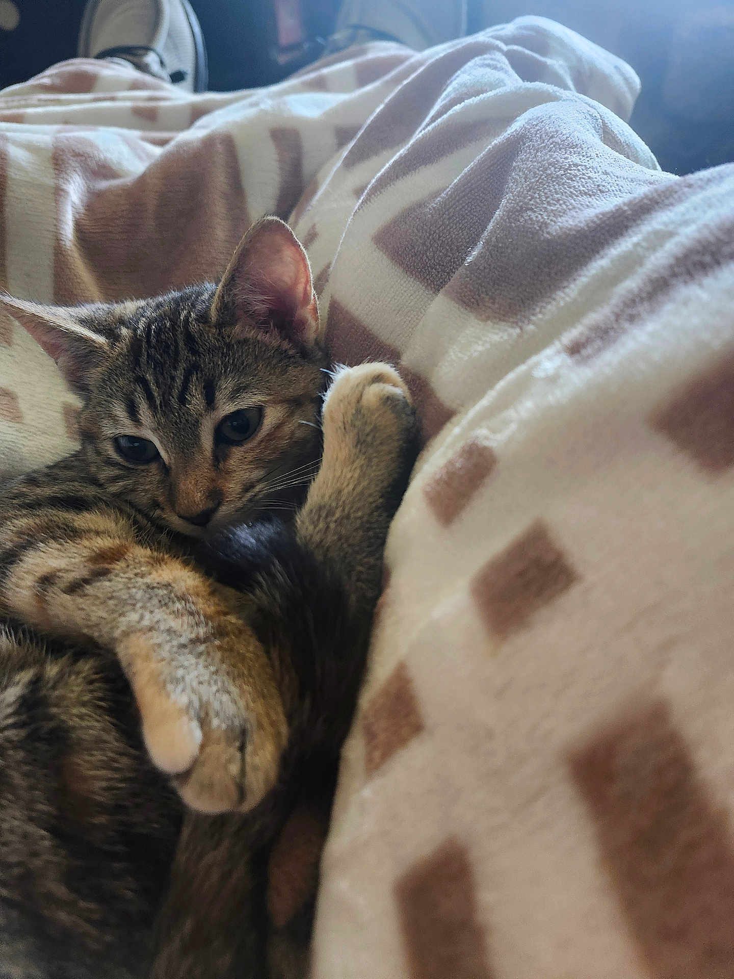 Bella