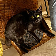 Patcha a rejoint le concours — aidez-le/la à gagner de superbes lots ! animal, black_cat, brown, cat, chair, cozy, curious, domestic, floor, furniture, human_leg, indoor, jeans, looking_at_camera, paw, pet, relaxed, texture, whiskers, yellow_eyes