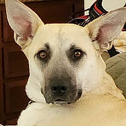 Misty is registered to the contest to win money with this photo: dog, canine, pet, close_up, indoor, animal, ears, face, brown_eyes, furniture, couch, domestic, mammal, looking, expression, fur, nose, head, portrait, companion