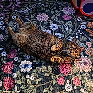 Chloe joined the competition — help win amazing prizes! cat, tabby_cat, fluffy, lying_down, indoor, rug, floral_pattern, curious, wide_eyes, play_tunnel, red, white, polka_dots, cozy, pet, animal, relaxed, floor, home, cute