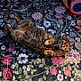 cat, tabby_cat, fluffy, lying_down, indoor, rug, floral_pattern, curious, wide_eyes, play_tunnel, red, white, polka_dots, cozy, pet, animal, relaxed, floor, home, cute