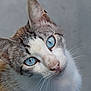 Azur participe au concours pour gagner de l'argent avec cette photo : alert, animal, blue_eyes, cat, close_up, curious, cute, detailed_texture, domestic_cat, ears, face, feline, fur, looking_up, mammal, natural_light, pet, portrait, soft_background, whiskers