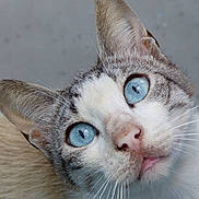 Azur a rejoint le concours — aidez-le/la à gagner de superbes lots ! animal, blue_eyes, cat, close_up, curious, cute, ears, expression, face, feline, fur, indoor, looking_up, muzzle, pet, pink_nose, portrait, tabby, tongue, whiskers