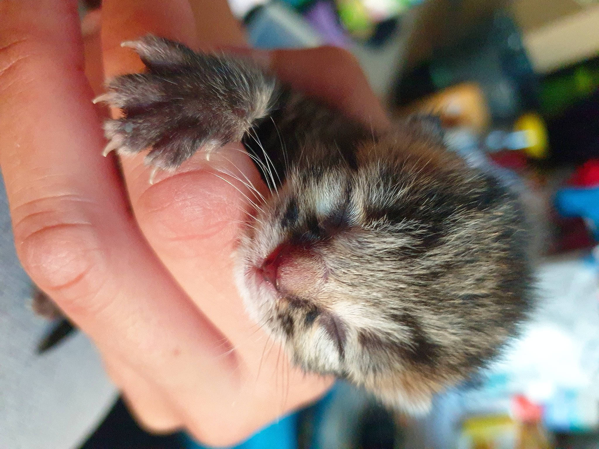 Pitchou participe au concours pour gagner de l'argent avec cette photo : carnivore, cat, claw, domestic_short_haired_cat, felidae, finger, foot, fur, hamster, hand, human_leg, nail, nap, paw, rodent, small_to_medium_sized_cats, snout, tail, thumb, whiskers