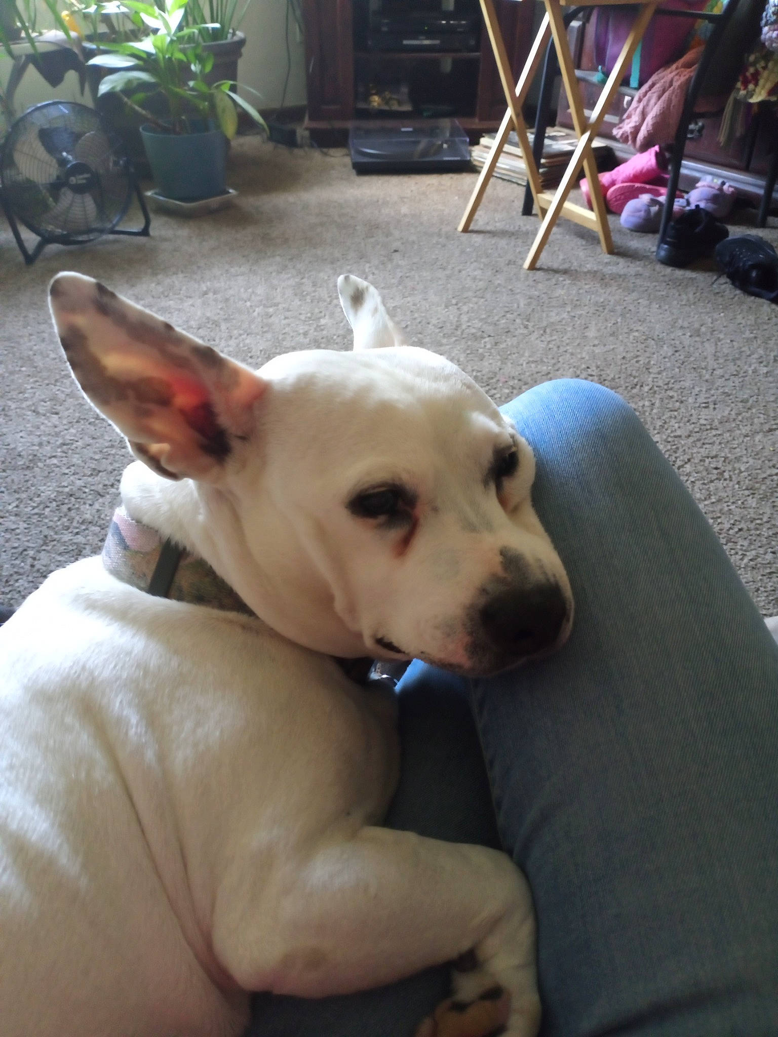 Zircon is registered to the contest to win money with this photo: carnivore, chair, collar, companion_dog, dog, dog_breed, dog_collar, dog_supply, fawn, flooring, flowerpot, houseplant, ladder, plant, snout, sporting_group, tail, toy_dog, whiskers, working_animal