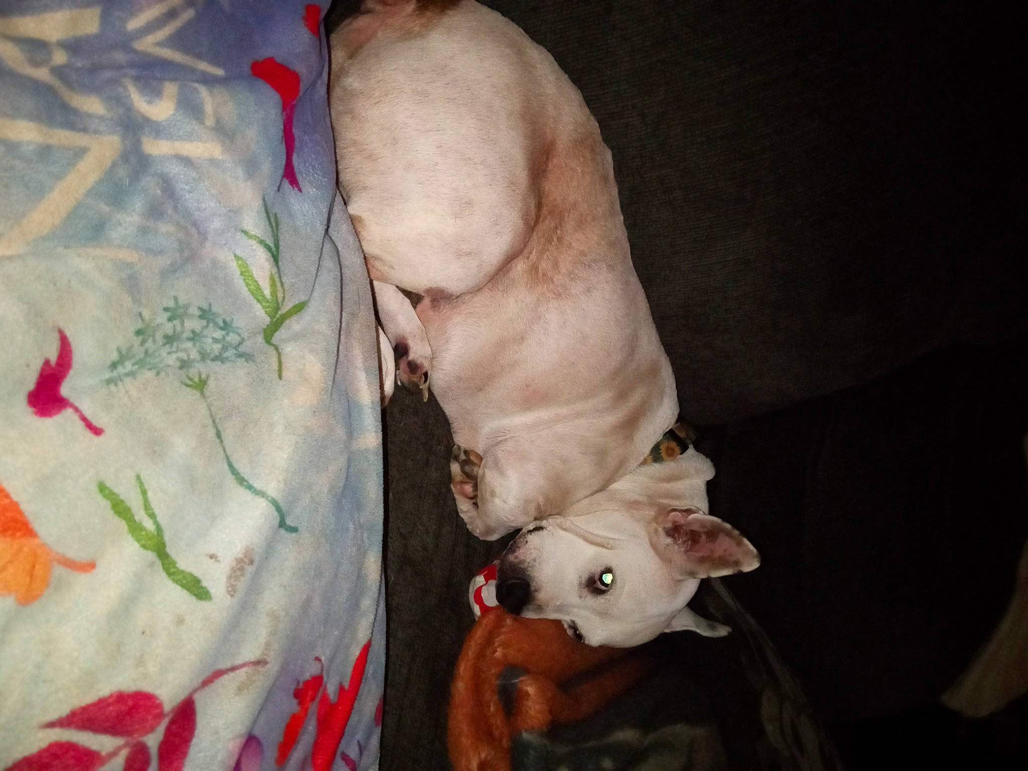 Zircon is registered to the contest to win money with this photo: canidae, carnivore, comfort, companion_dog, dog, dog_breed, dogo_argentino, fawn, linens, mammal, non_sporting_group, snout, sporting_group, tail, toy_dog, whiskers, working_animal