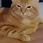 Fennec is registered to the contest to win money with this photo: cat, orange_tabby, pet, animal, feline, relaxed, indoor, wooden_surface, sleepy, cute, mammal, whiskers, ears, paws, striped, domestic_cat, resting, fur, closeup, portrait