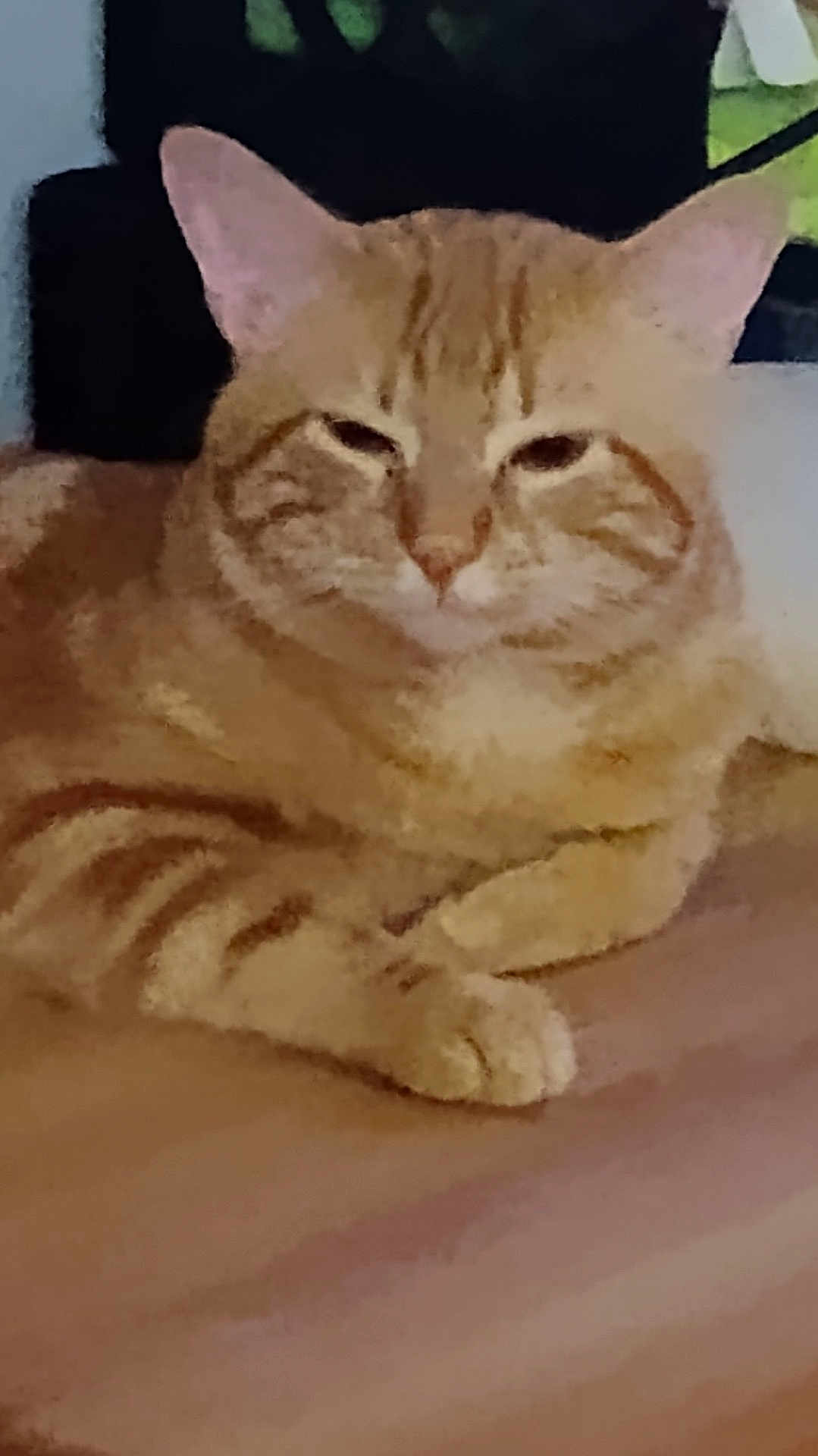 Fennec is registered to the contest to win money with this photo: cat, orange_tabby, pet, animal, feline, relaxed, indoor, wooden_surface, sleepy, cute, mammal, whiskers, ears, paws, striped, domestic_cat, resting, fur, closeup, portrait