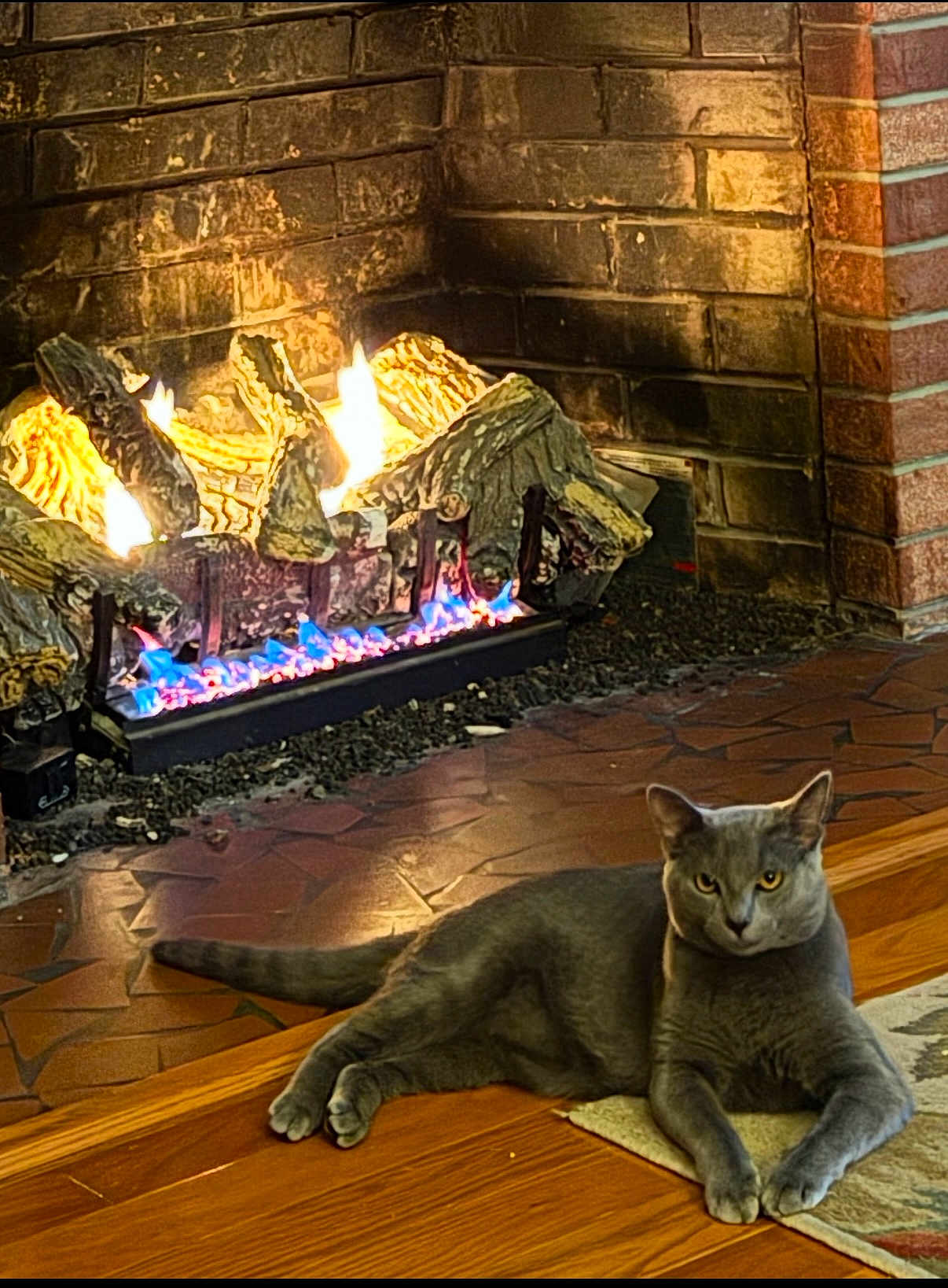 Sammie is registered to the contest to win money with this photo: cat, gray_cat, fireplace, fire, flames, brick_wall, wood_floor, rug, indoor, cozy, pet, animal, relaxed, lying_down, warmth, home, feline, domestic_cat, comfort, resting