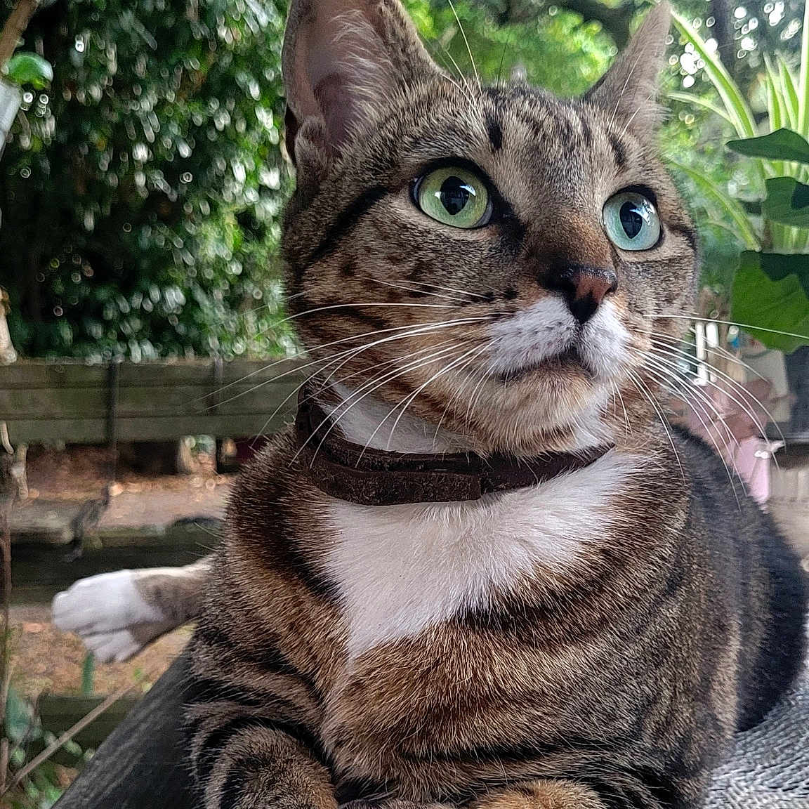 Roxy