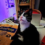 Sushi a rejoint le concours — aidez-le/la à gagner de superbes lots ! cat, black_and_white, indoor, curious, wide_eyes, tote_bag, laptop, table, chair, wooden_cabinet, furniture, whiskers, pink_nose, domestic_cat, pet, household, sitting, looking_up, close_up, cozy