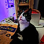 cat, black_and_white, indoor, curious, wide_eyes, tote_bag, laptop, table, chair, wooden_cabinet, furniture, whiskers, pink_nose, domestic_cat, pet, household, sitting, looking_up, close_up, cozy