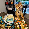 birthday, bone_cookie, celebration, chair, collar, deck, decorations, dog, dog_treats, fluffy, food, happy, indoor, party_hat, pet, plate, smiling, table, tag, window
