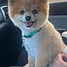 animal, brown_fur, car_interior, collar, companion, cute, dog, domestic_animal, fluffy, happy, indoor, lap, person_hand, pet, seat, small_dog, smiling, sunset, white_fur, window