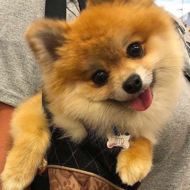 Vito
