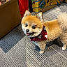 animal, bandana, box, canine, carpet, companion, cute, dog, domestic_animal, fluffy, fur, happy, indoor, looking_up, pattern, pet, playful, pomeranian, small_dog, toy_box